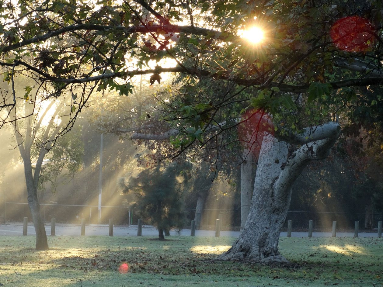 Save the Sycamore Tree Event