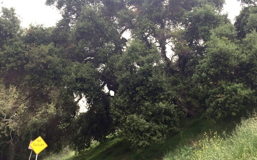 Expanding Griffith Park