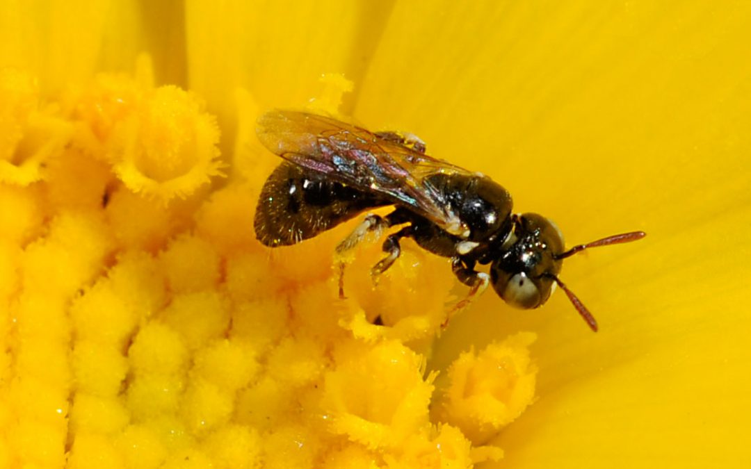 Save California’s Bees: All 1,600 species