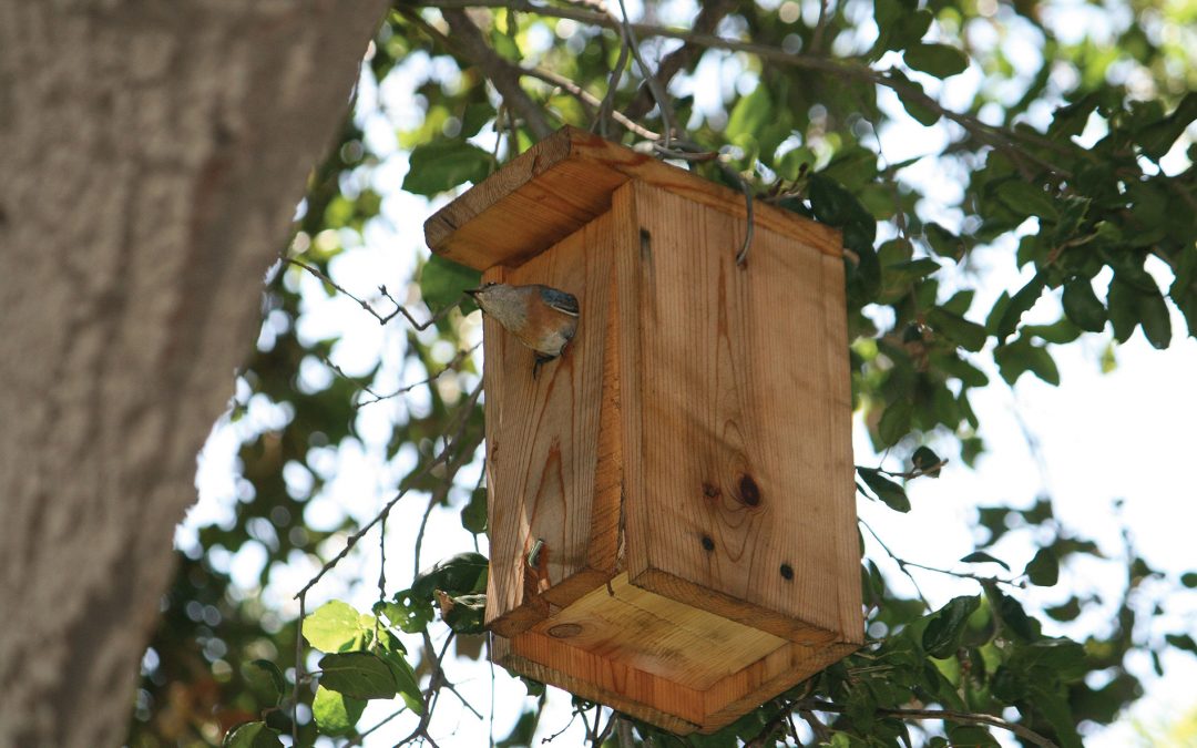 Update: Bluebird Nesting Boxes