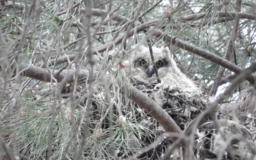 The Fifth Year Griffith Park Raptor Study Begins to Take Flight