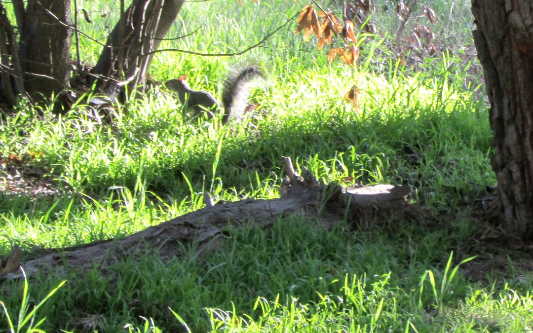 Species of Concern: Chris DeMarco’s Discussion of the Western Gray Squirrel