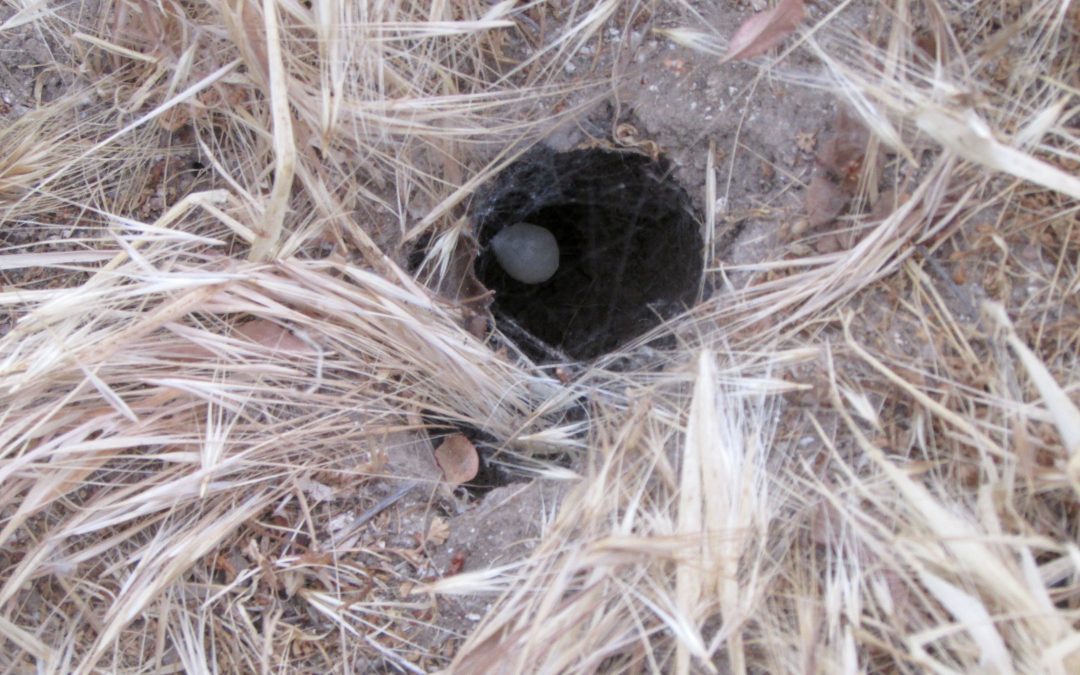 Underground Griffith Park: Holes as Homes
